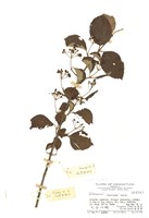 藏品(火柴仔樹)的圖片